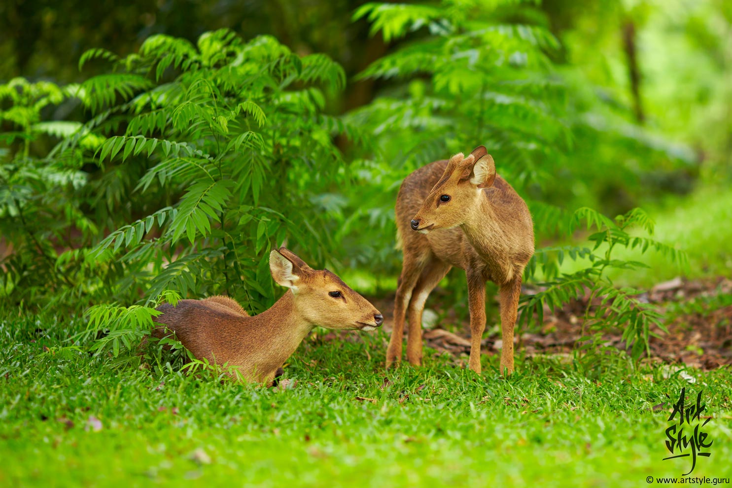 Barking Deers - Male & Female (Curvostylis subspecies)