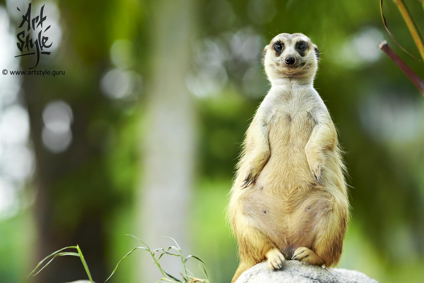 Slender-Tailed Meerkat or Suricate