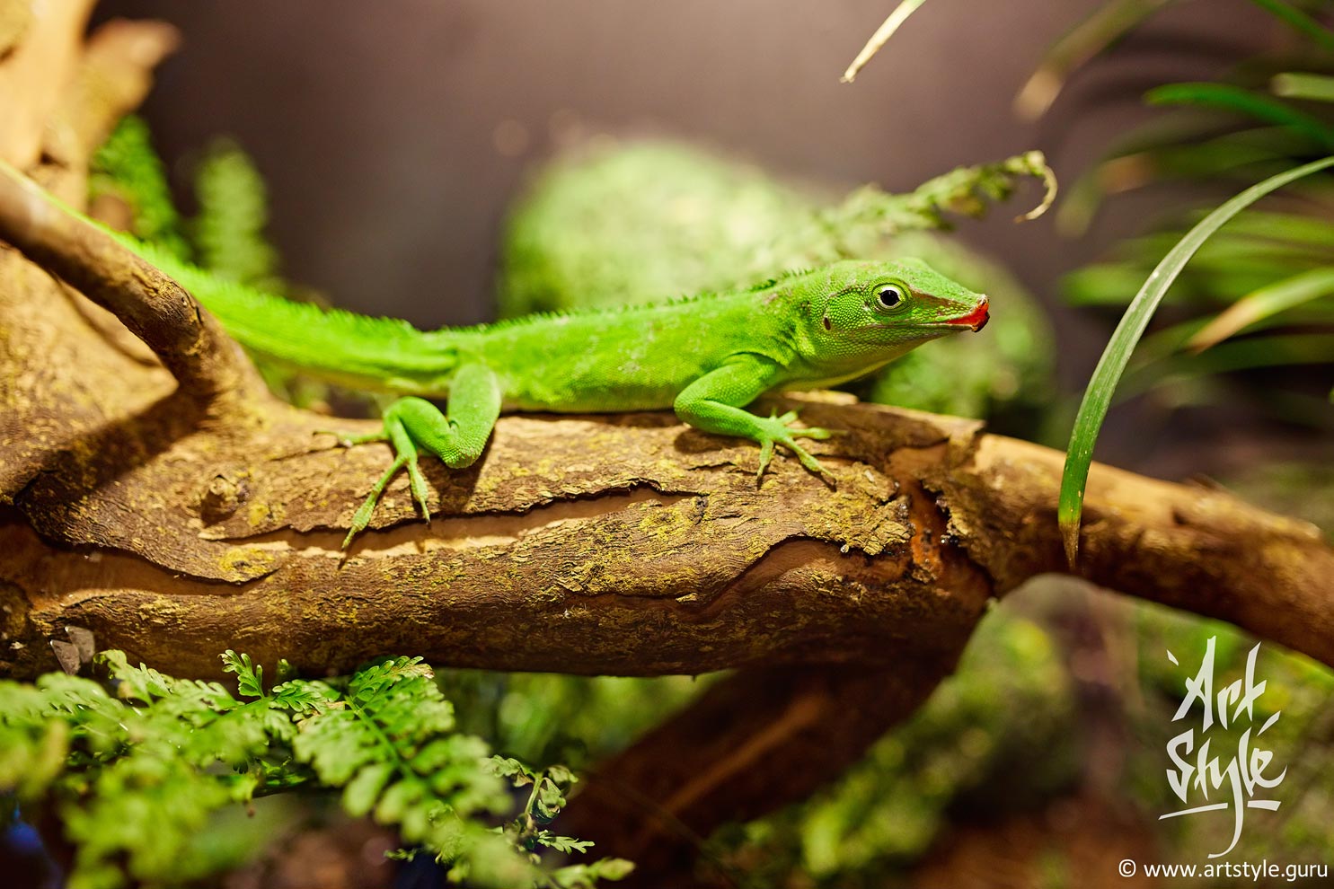 Mossy Leaf-tailed Gecko