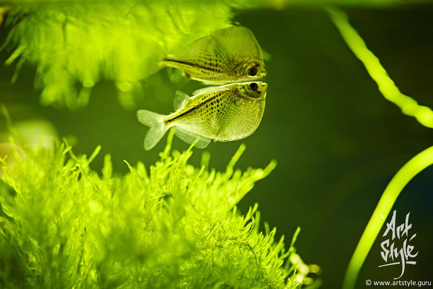 Lemon Tetra