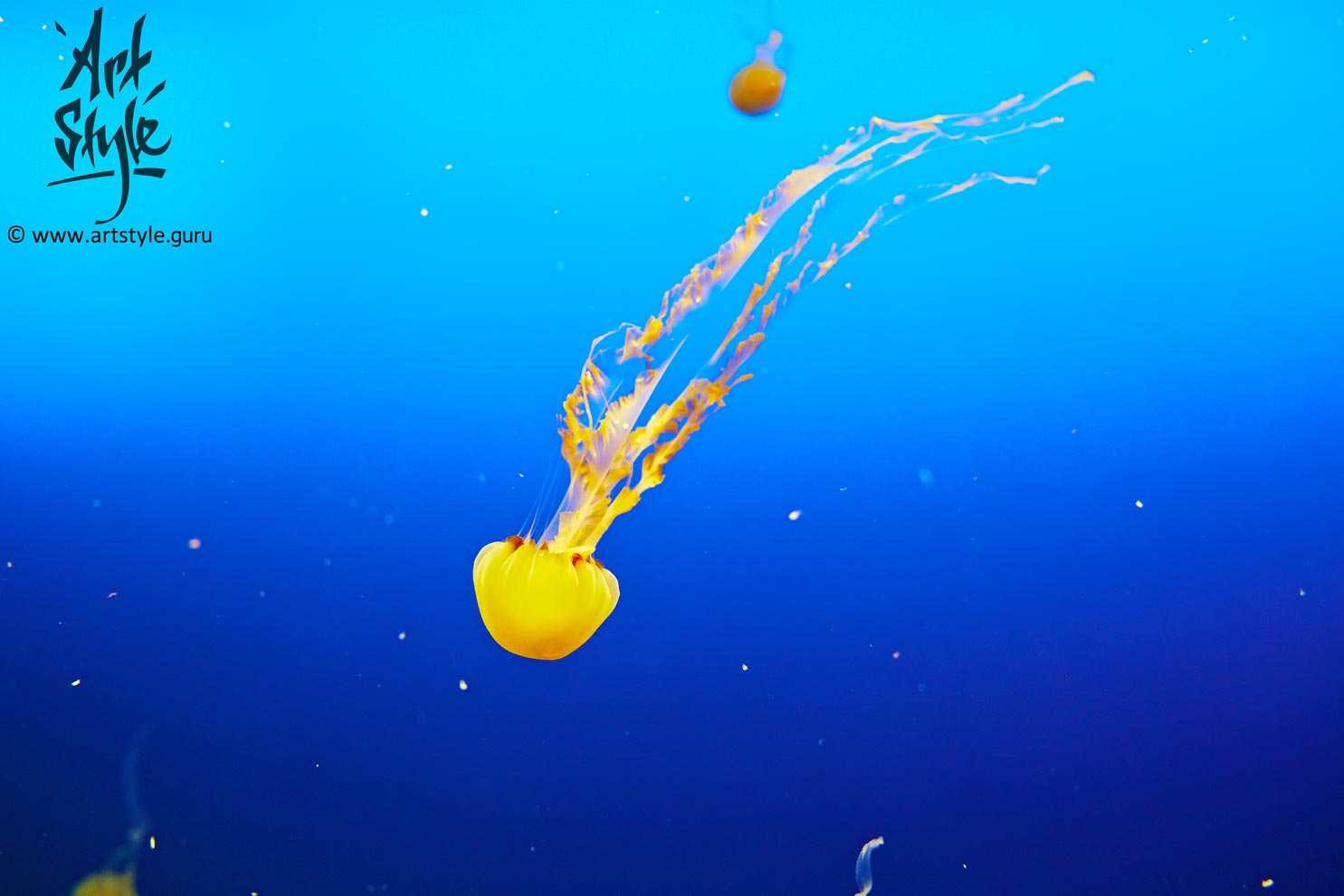 Jellyfish