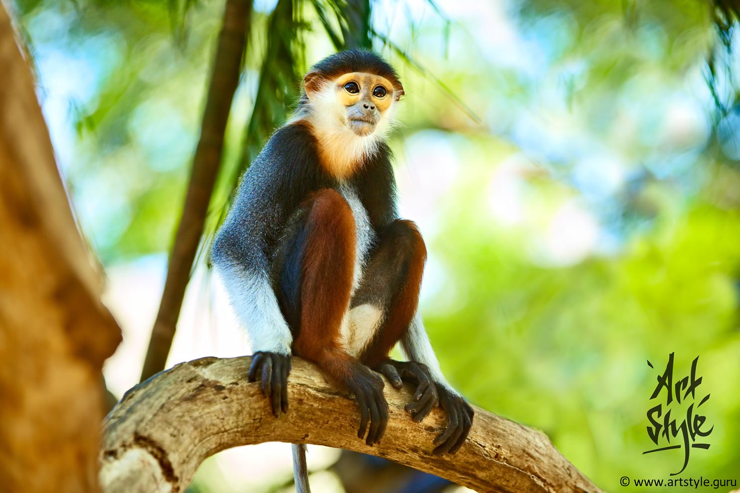 Red-shanked Douc Langur