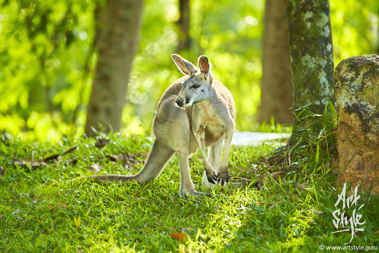 Bennett's Wallaby