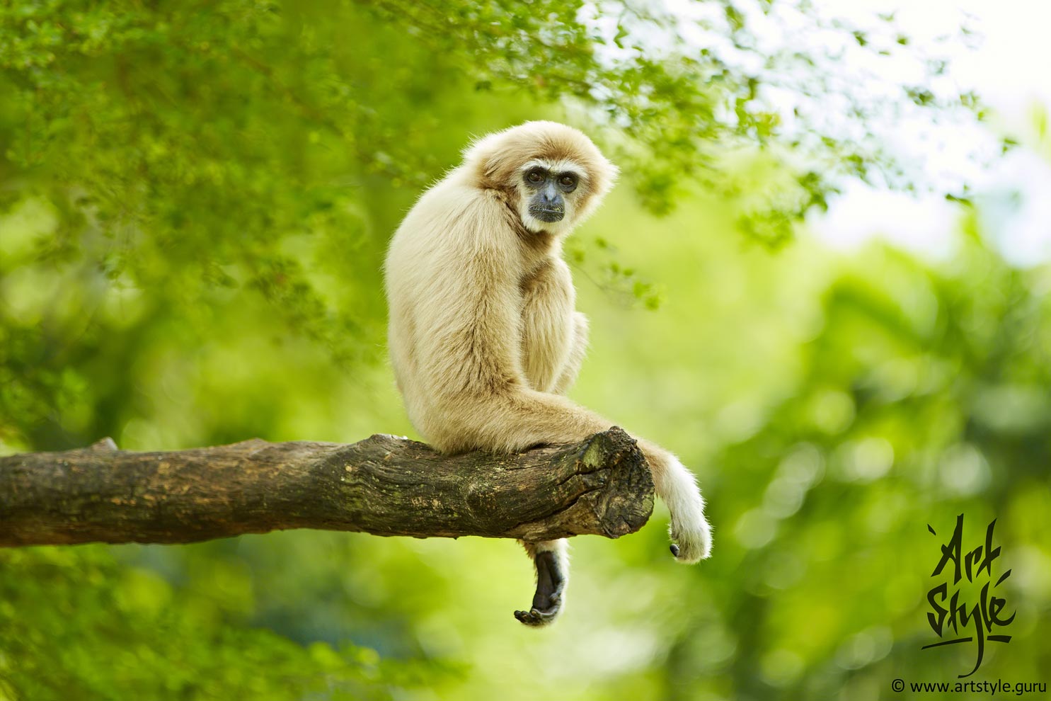 White-handed Gibbon Male