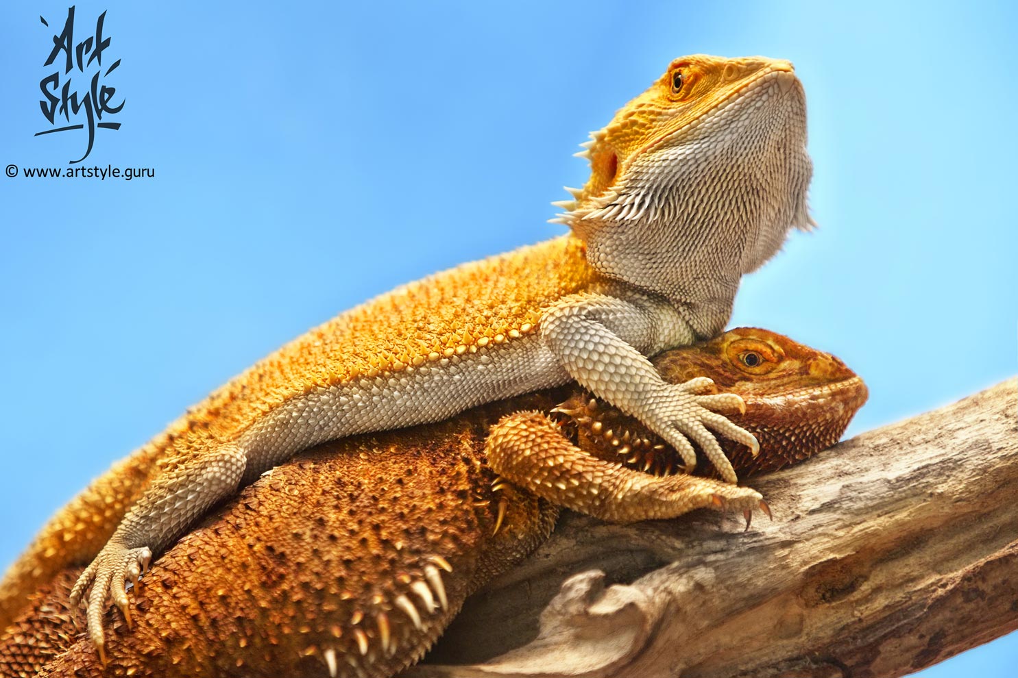 Central Bearded Dragon Couple