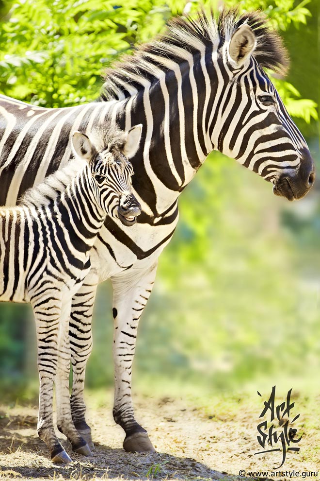 Plains Zebra and its 3-day baby