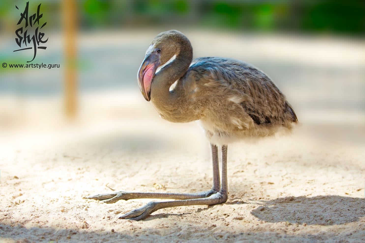 Greater Flamingo Baby at the age of 4 months