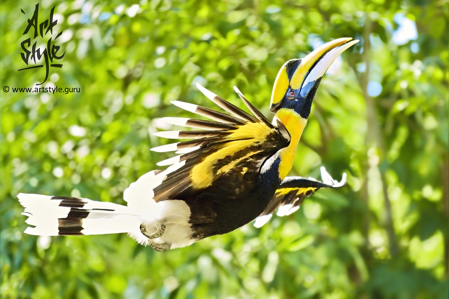 Great Hornbill Male