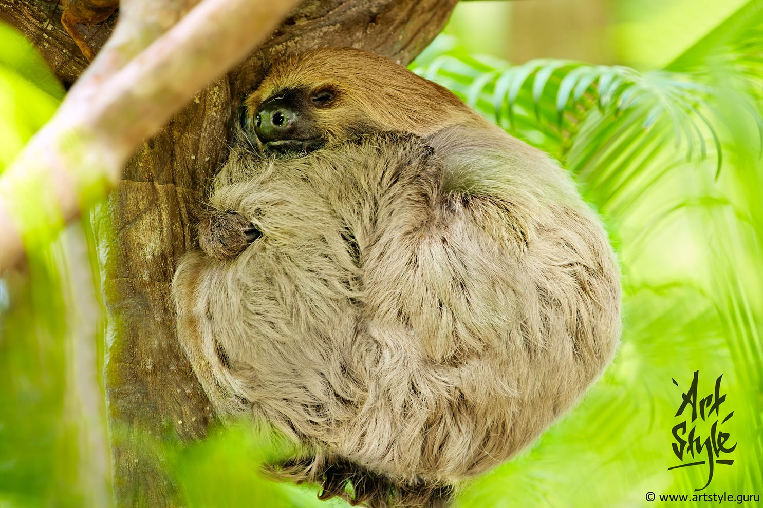 Two-toed Sloth