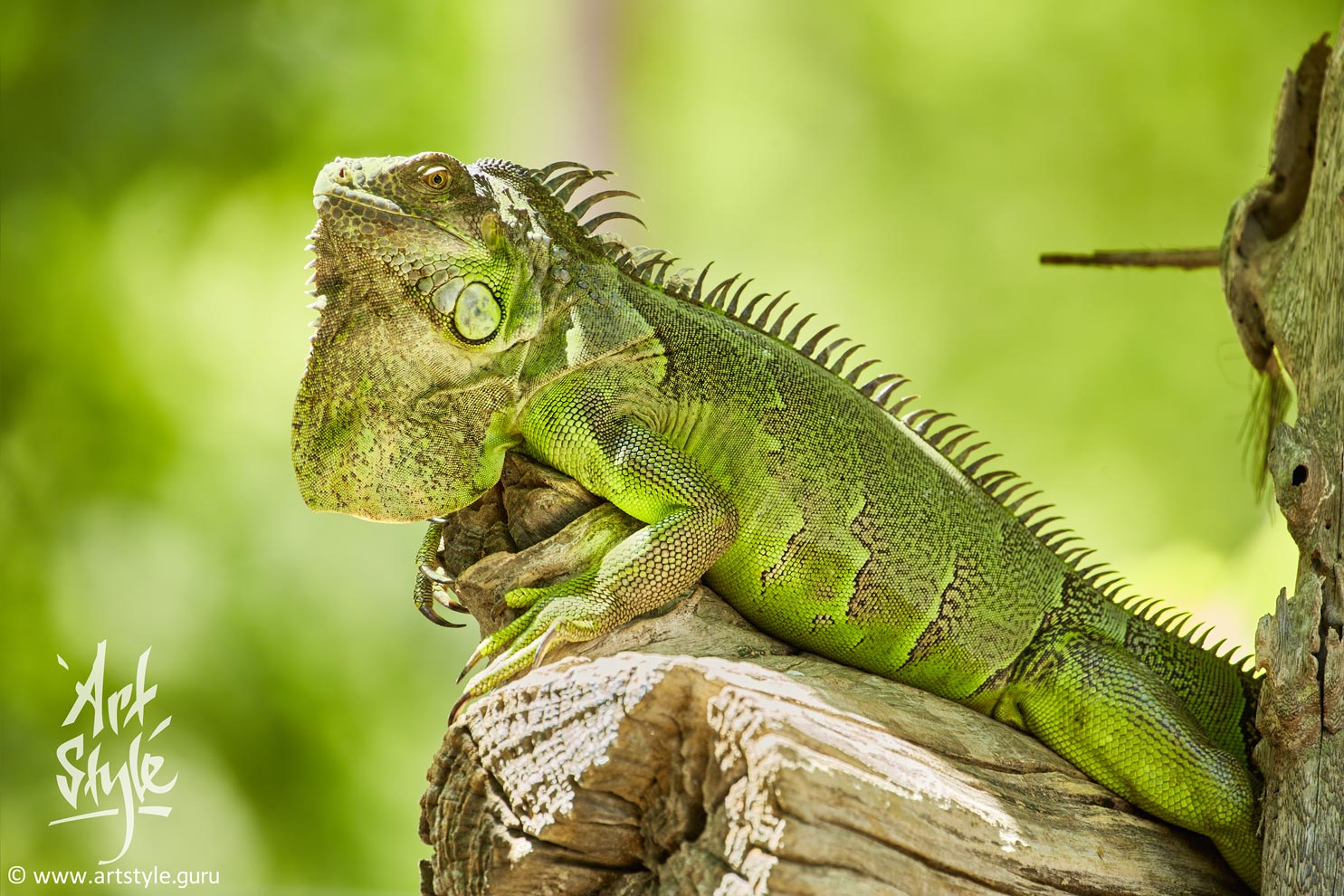 Green Iguana