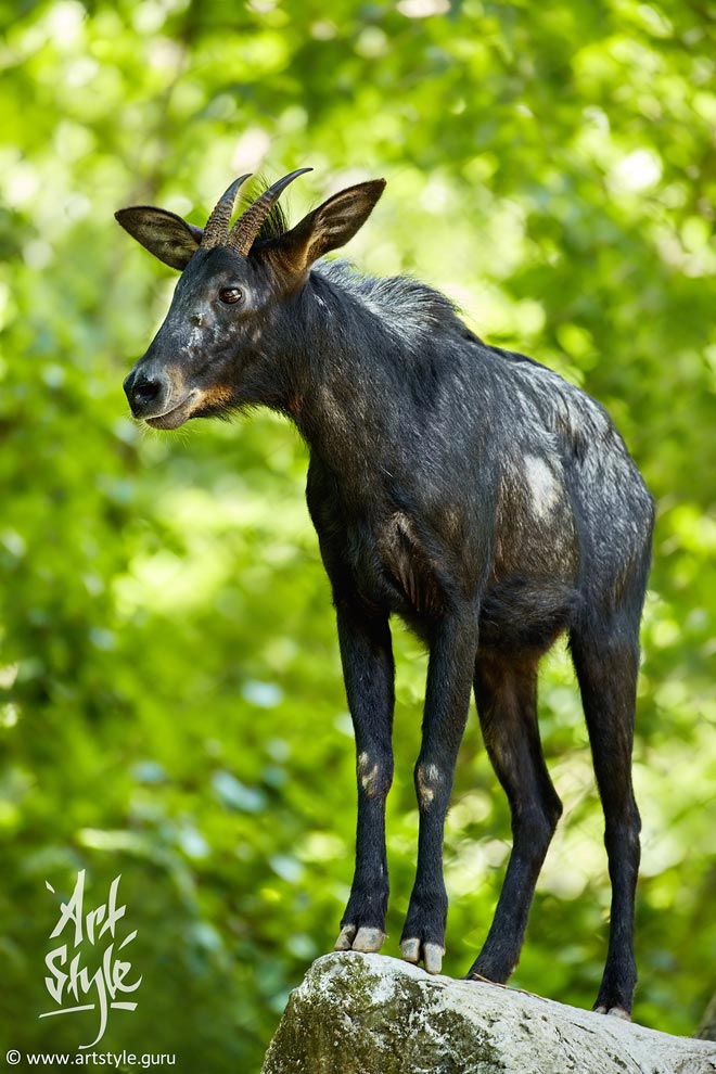 Sumatran Serow