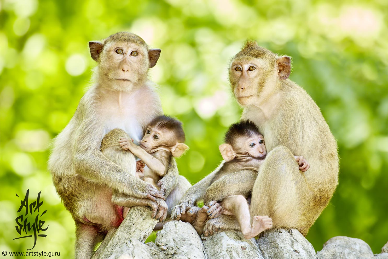 Macaque childgarden (Crab-eating macaques)
