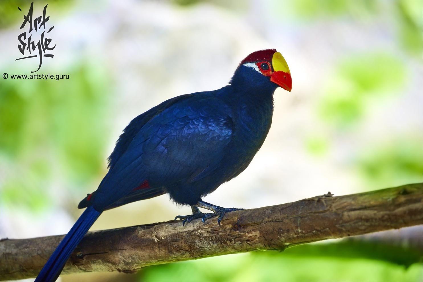 Violet Turaco AKA Violaceous Plantain Eater