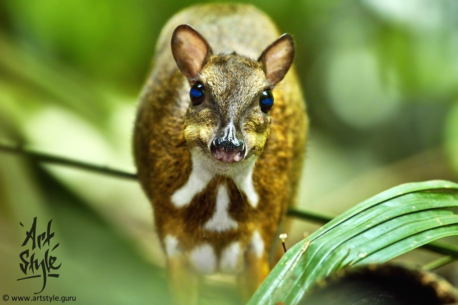 Lesser Mouse-deer AKA Kanchil AKA Lesser Malay Chevrotain, Female