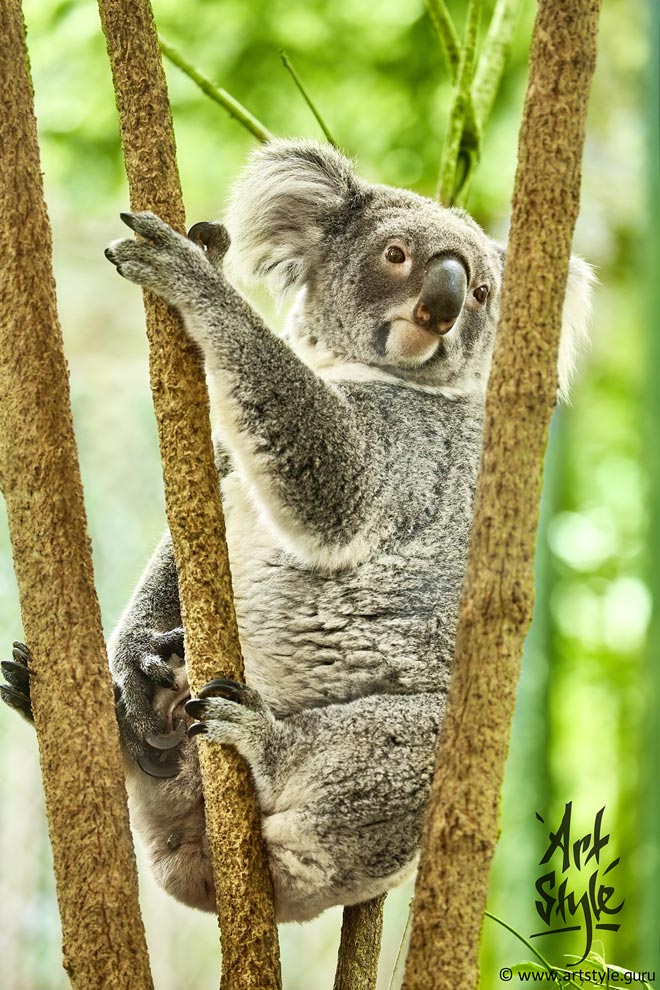 Koala Female