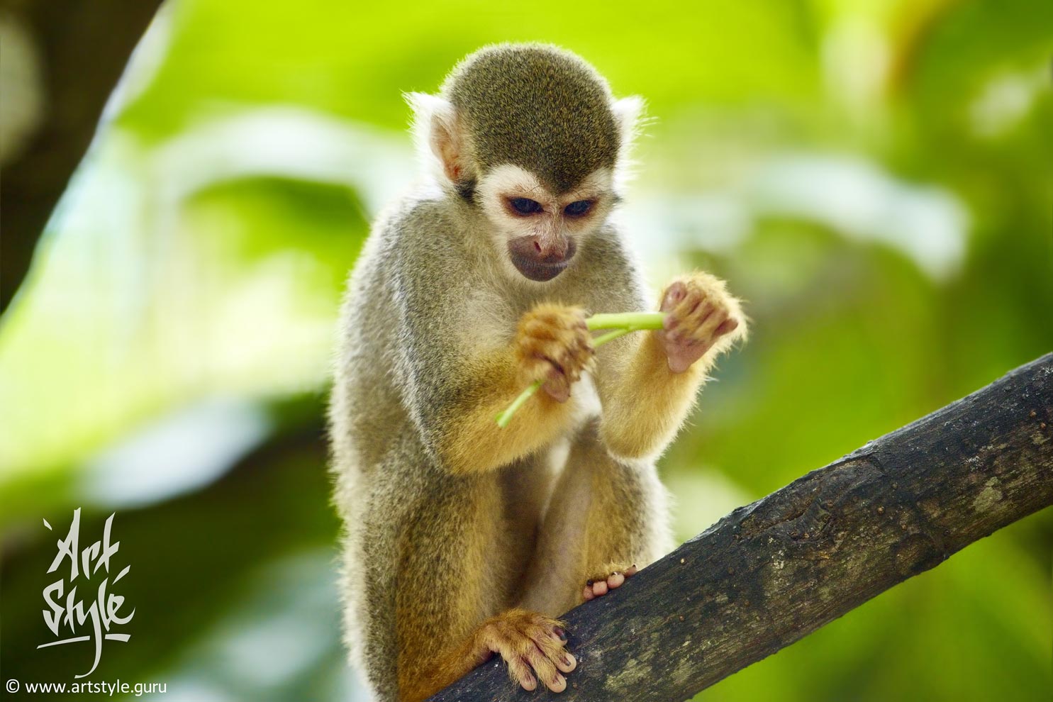 Common Squirrel Monkey