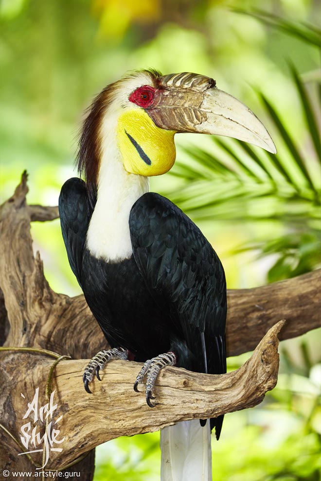 Wreathed Hornbill AKA Bar-pouched Wreathed hornbill, Male