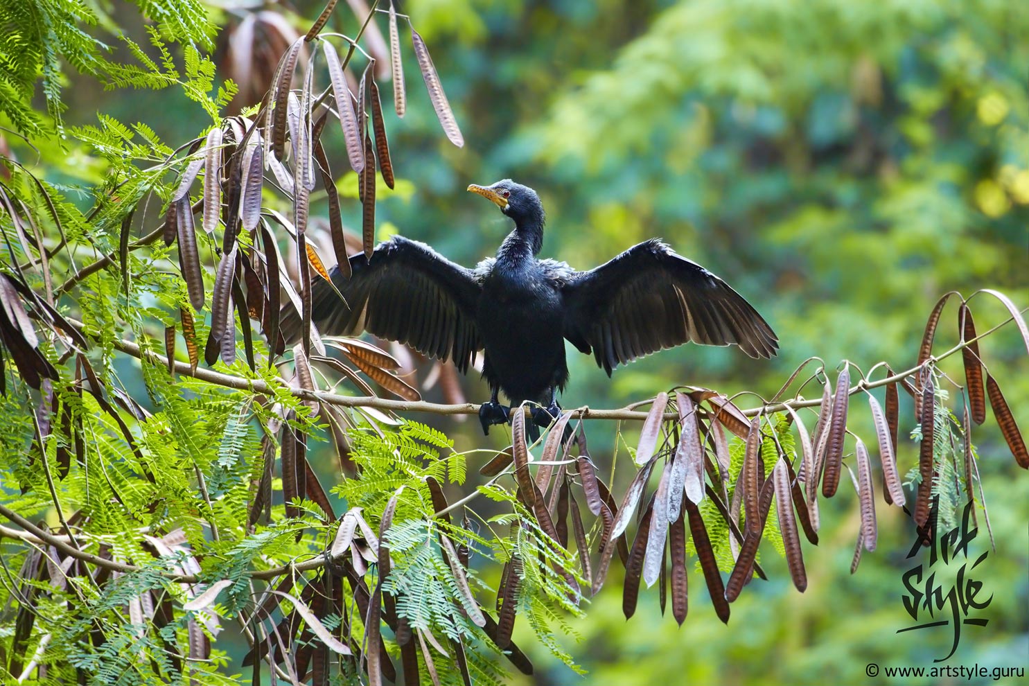 African Darter AKA Snakebird