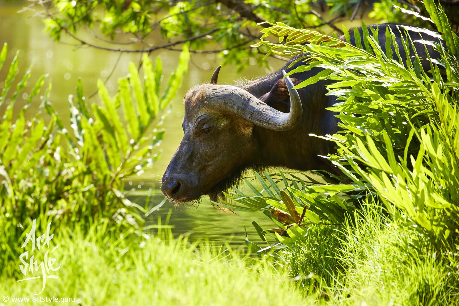 Cape Buffalo