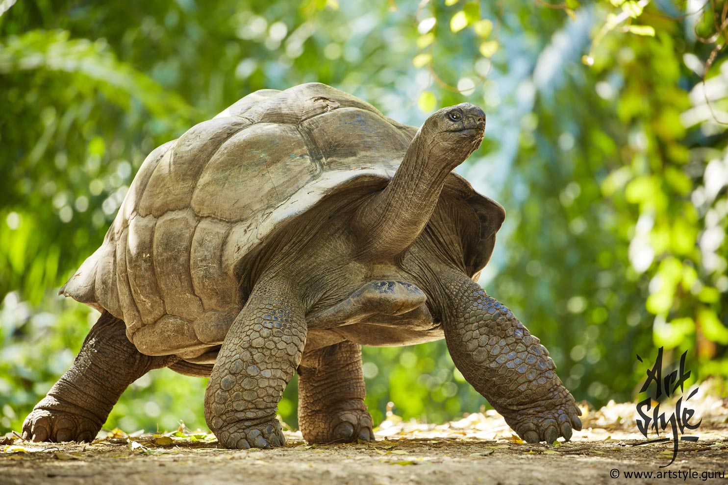 Aldabra Giant Tortoise
