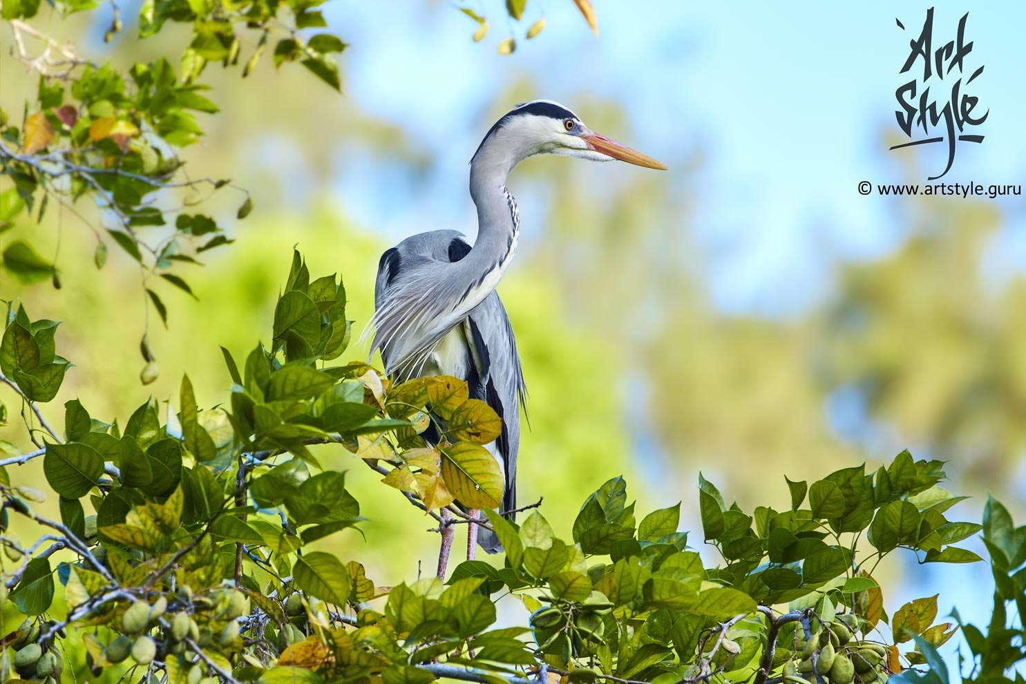 Grey Heron