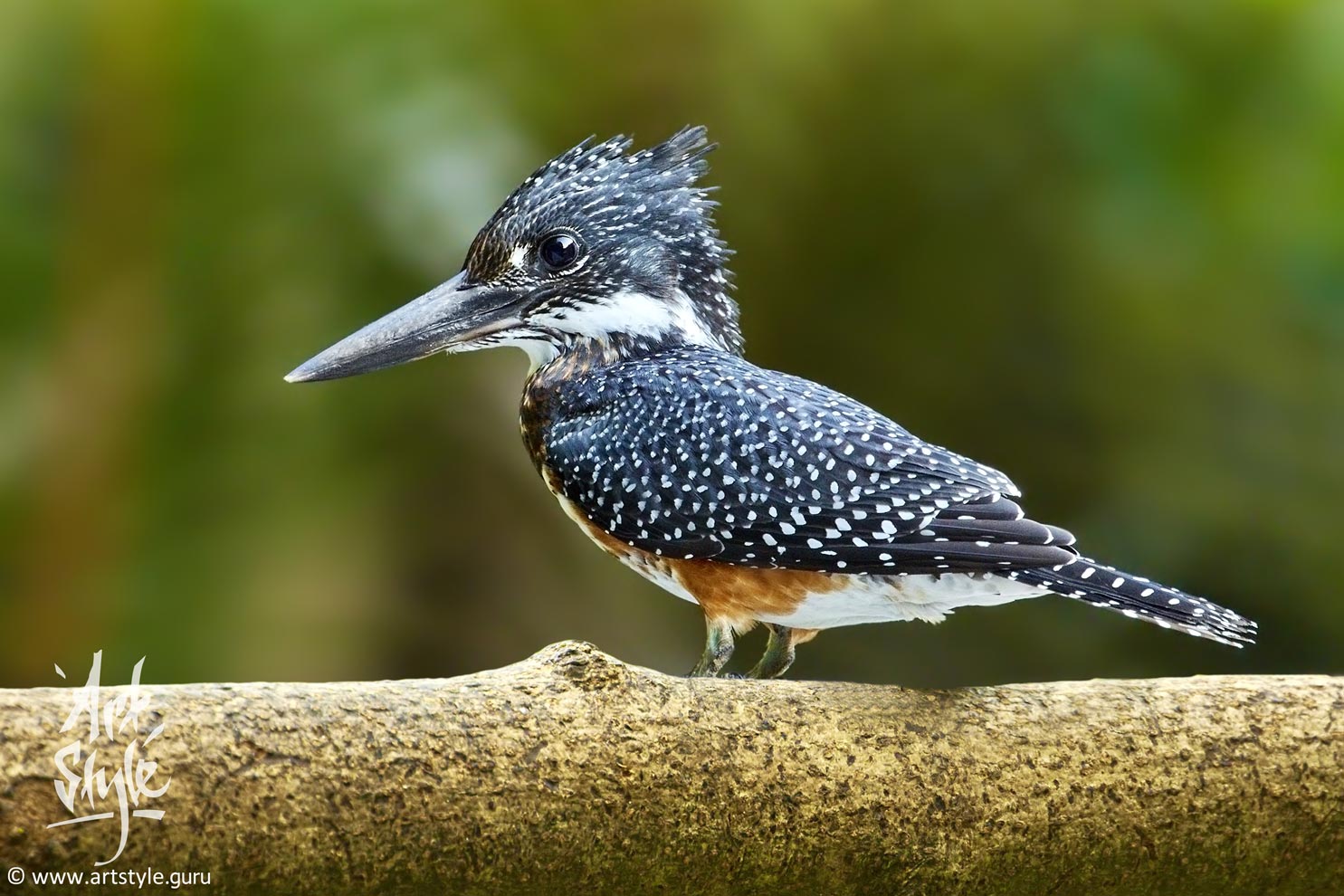Giant Kingfisher Female