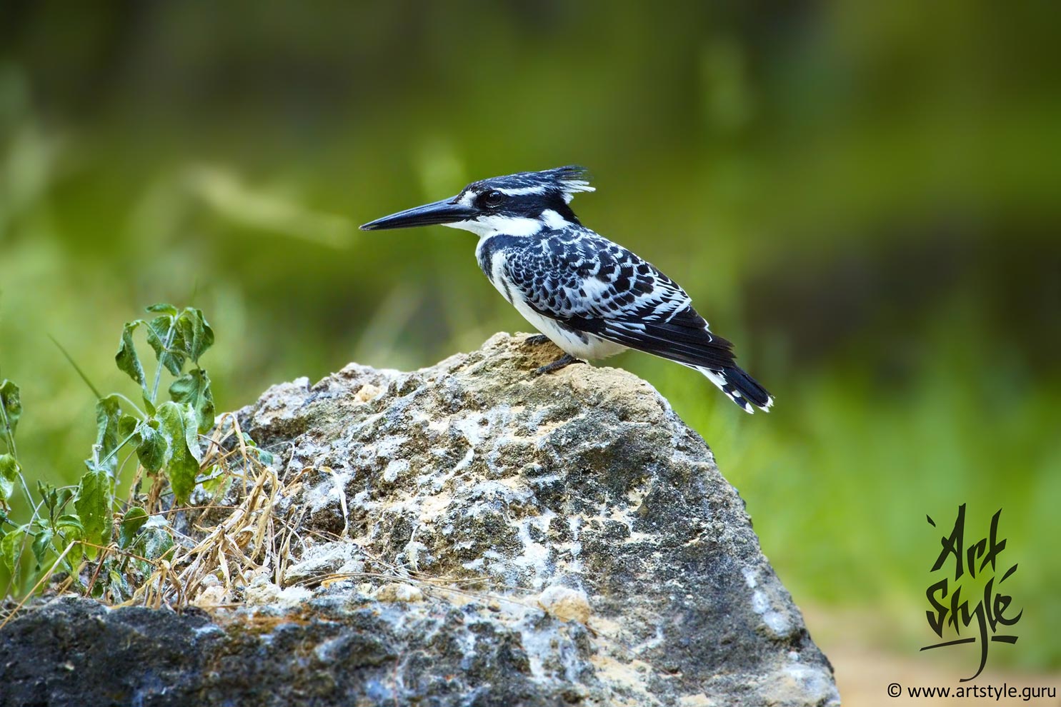 Pied Kingfisher