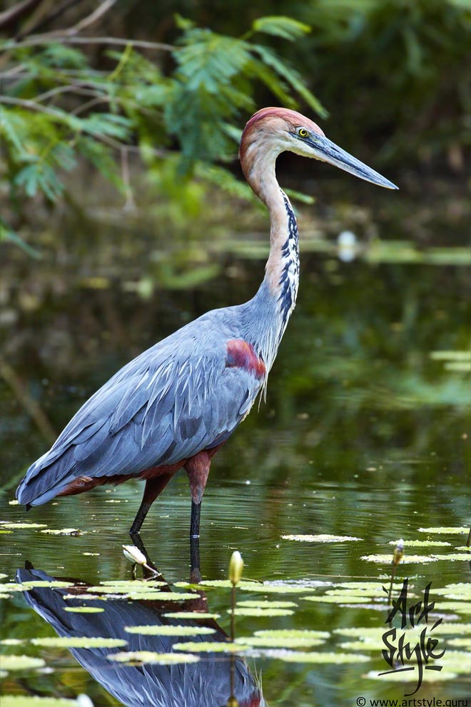 Goliath Heron AKA Giant Heron