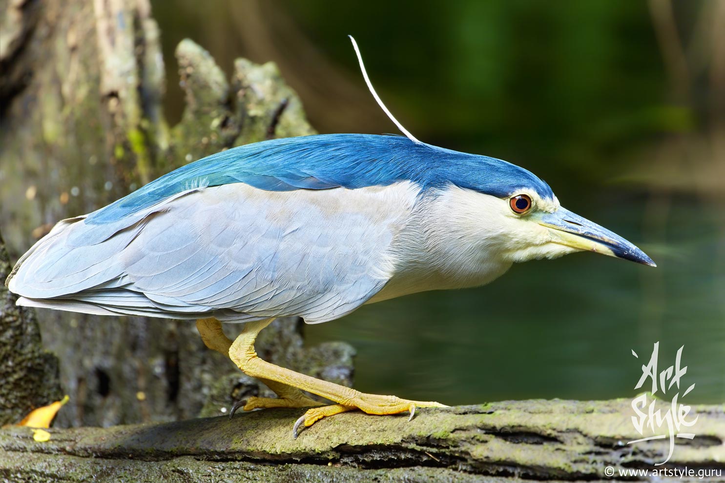 Black-crowned Night Heron