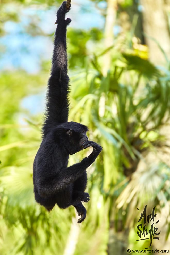 Siamang