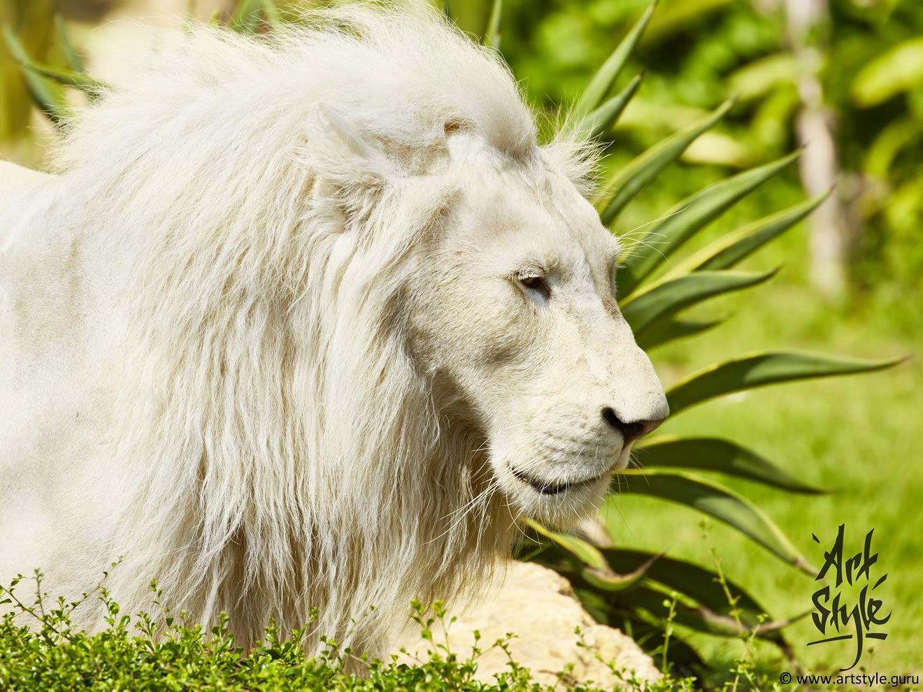 White Lion Male