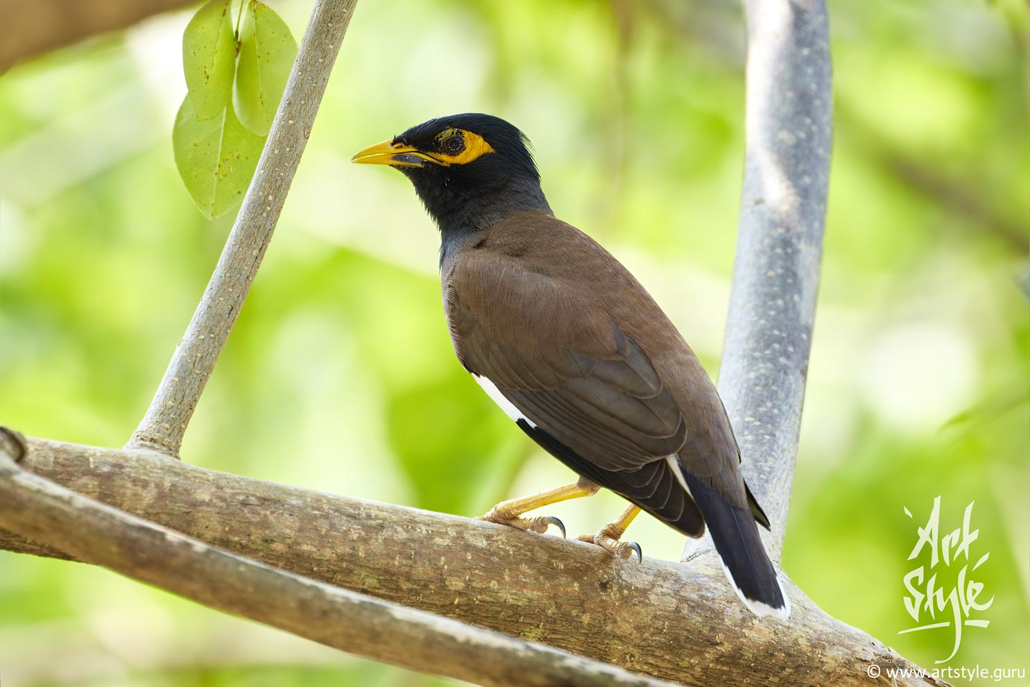 Common Myna