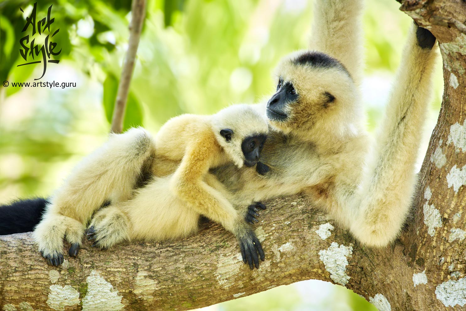 Pileated Gibbon Female With Its Baby