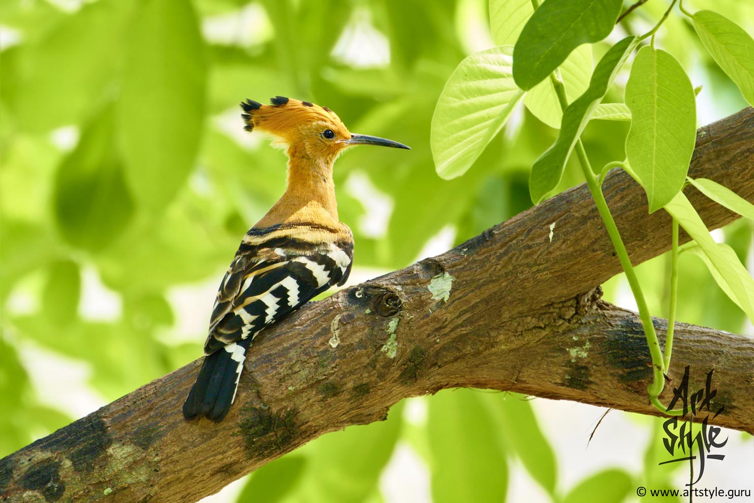 Eurasian Hoopoe