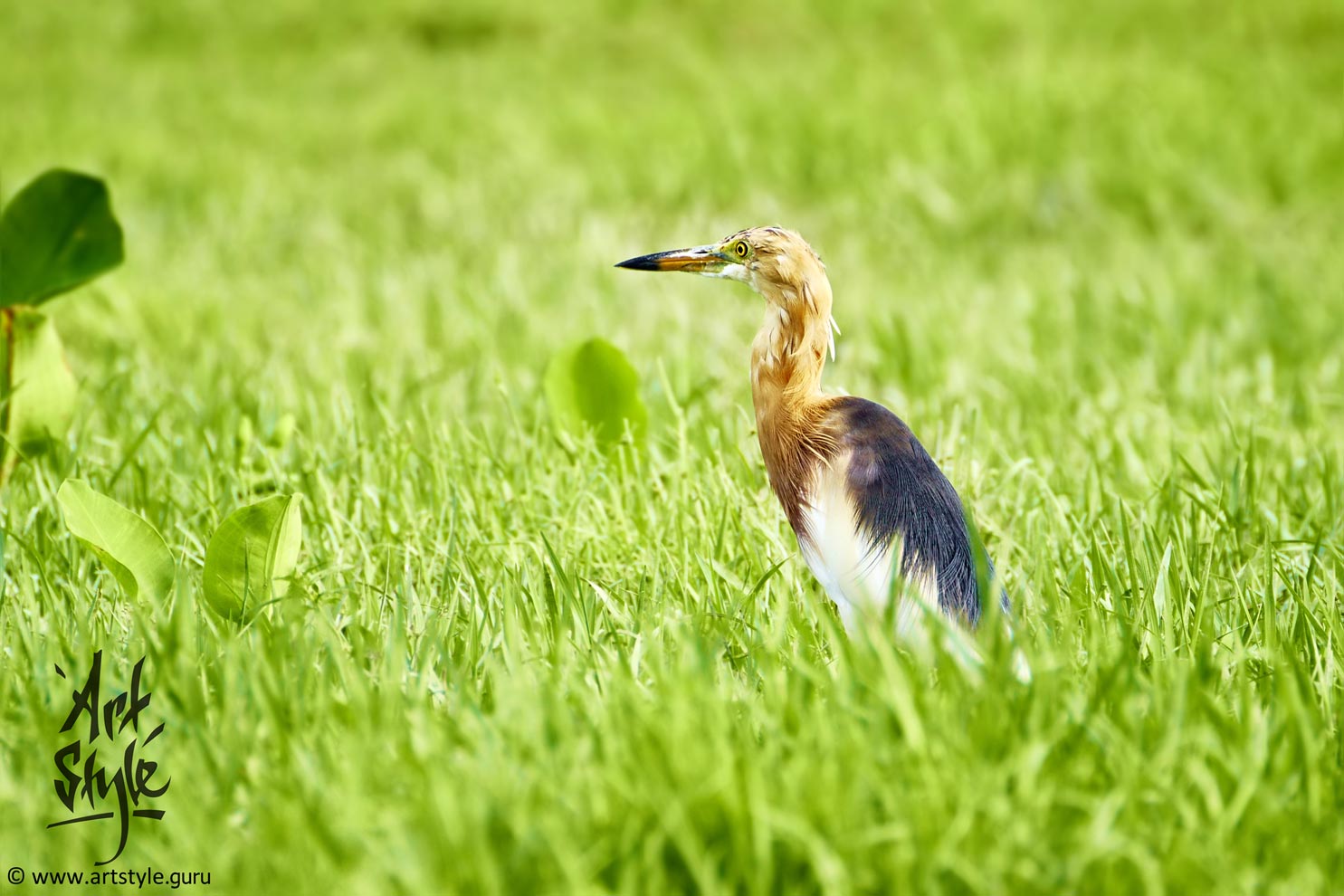 Javan Pond Heron Breeding