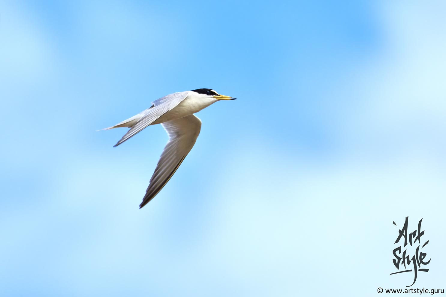 Little Tern, subspecies Sinensis at breeding plumage