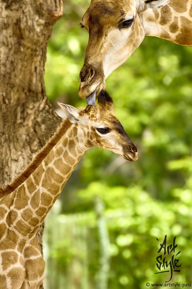 Mother love (South African Giraffe)