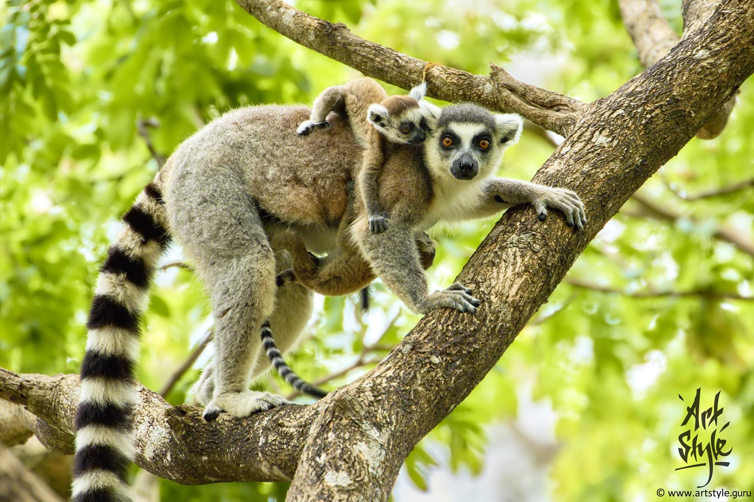 Ring-tailed Lemur Female with Twins