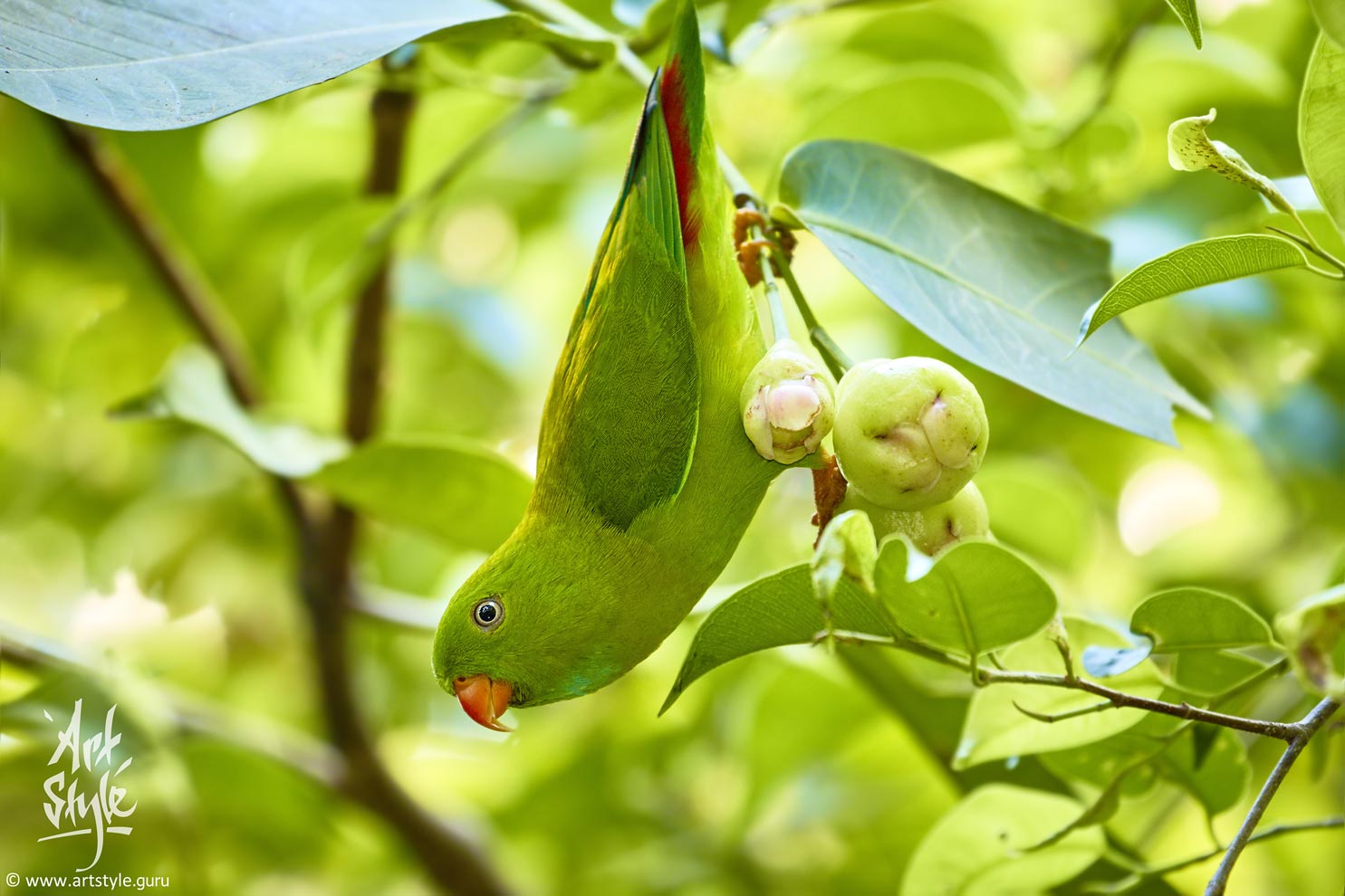 Alexandrine Parakeet at feeding