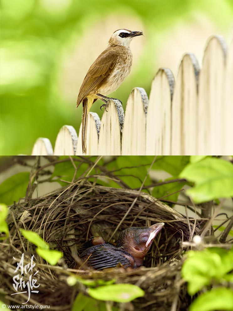 Yellow-vented Bulbul