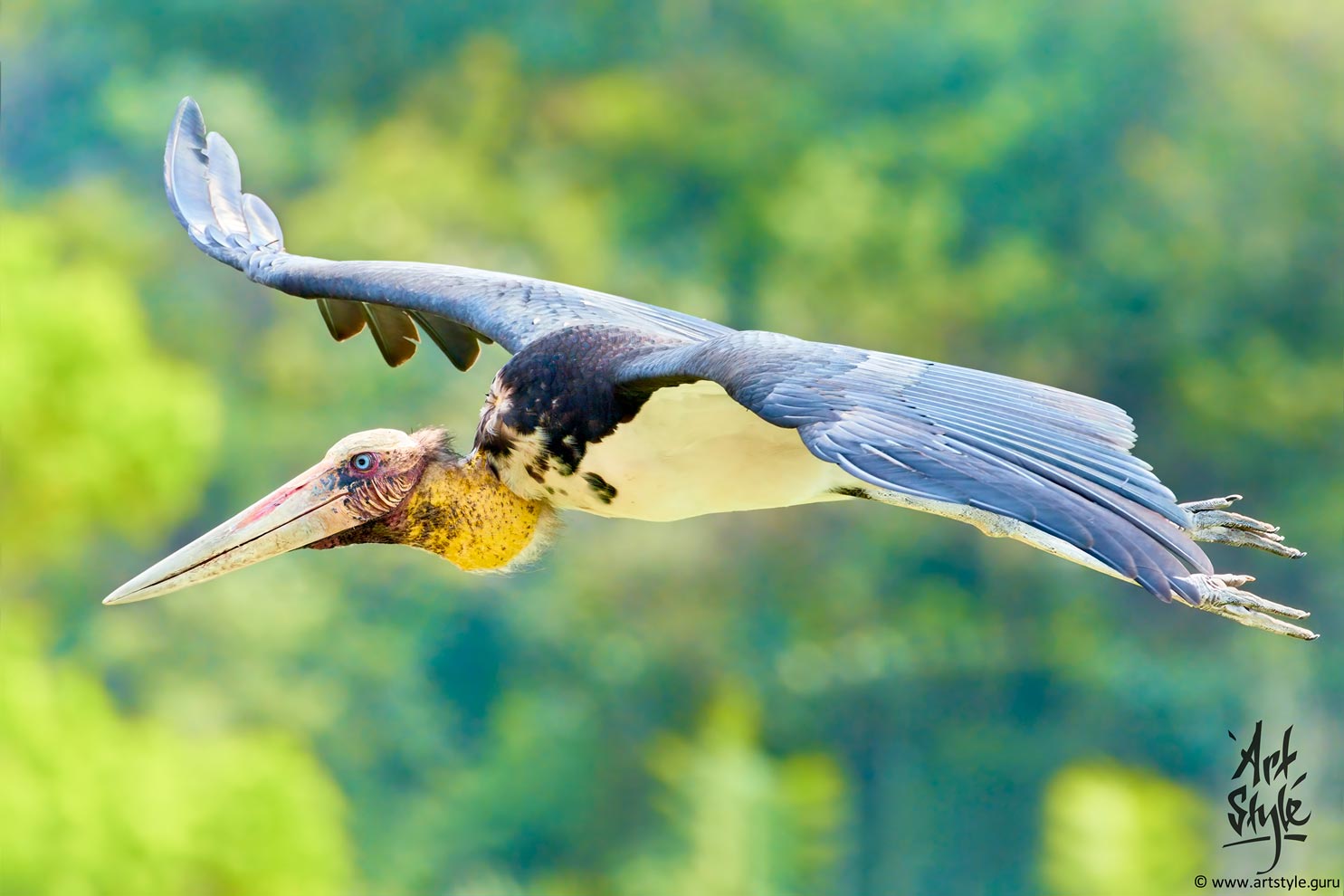 Lesser Adjutant Breeding
