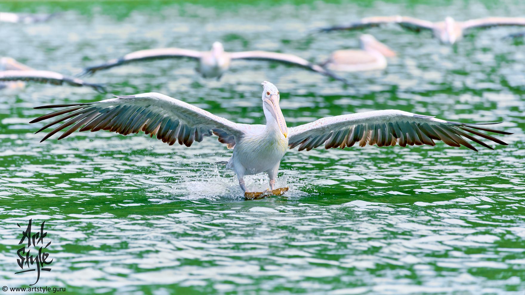 Spot-billed Pelican