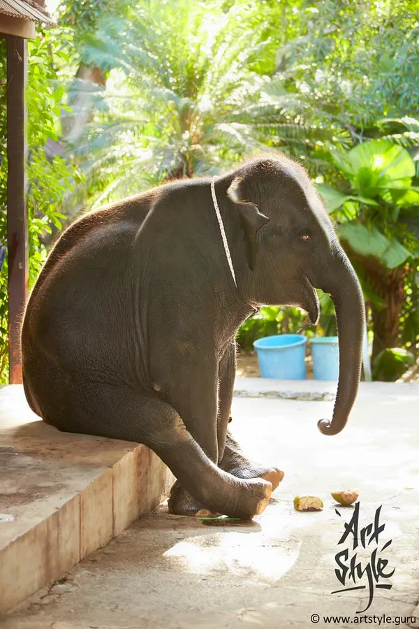 Indian Elephant