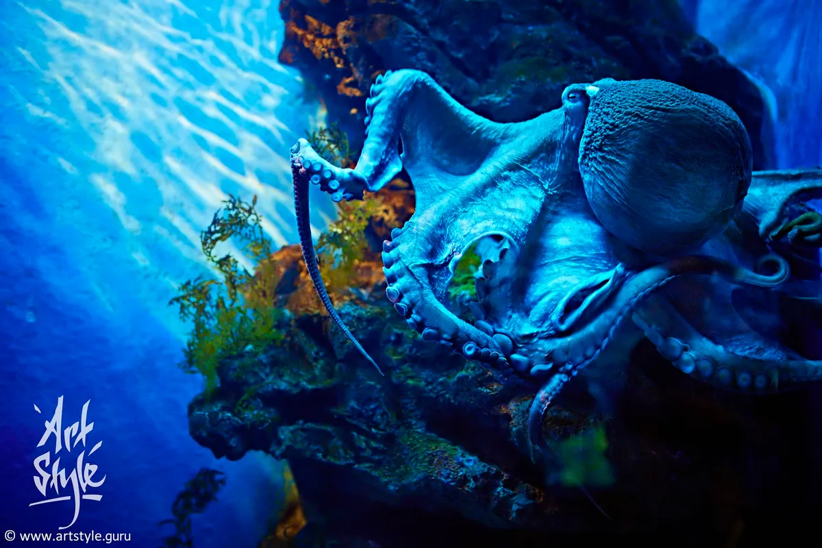 Northern Pacific Giant Octopus