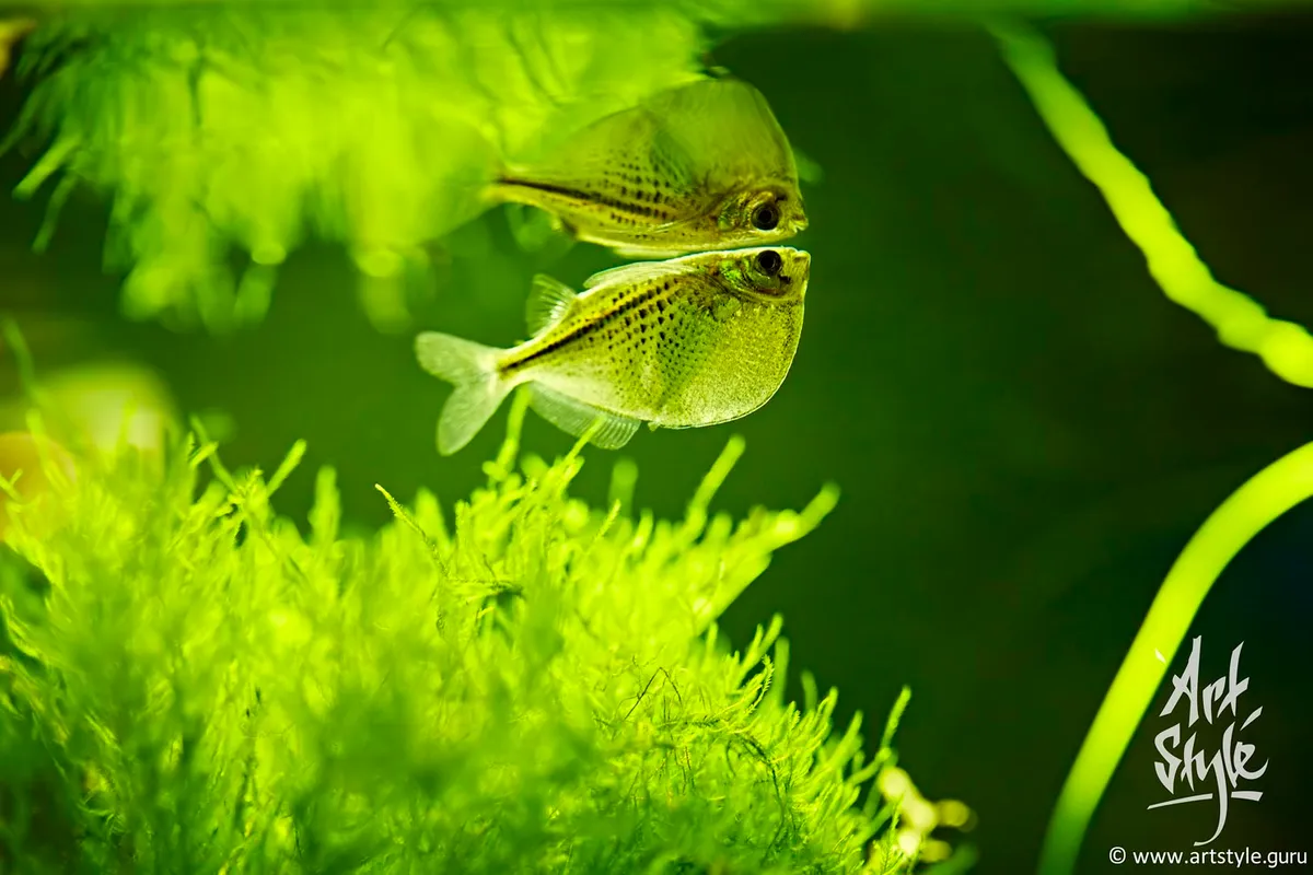 Lemon Tetra