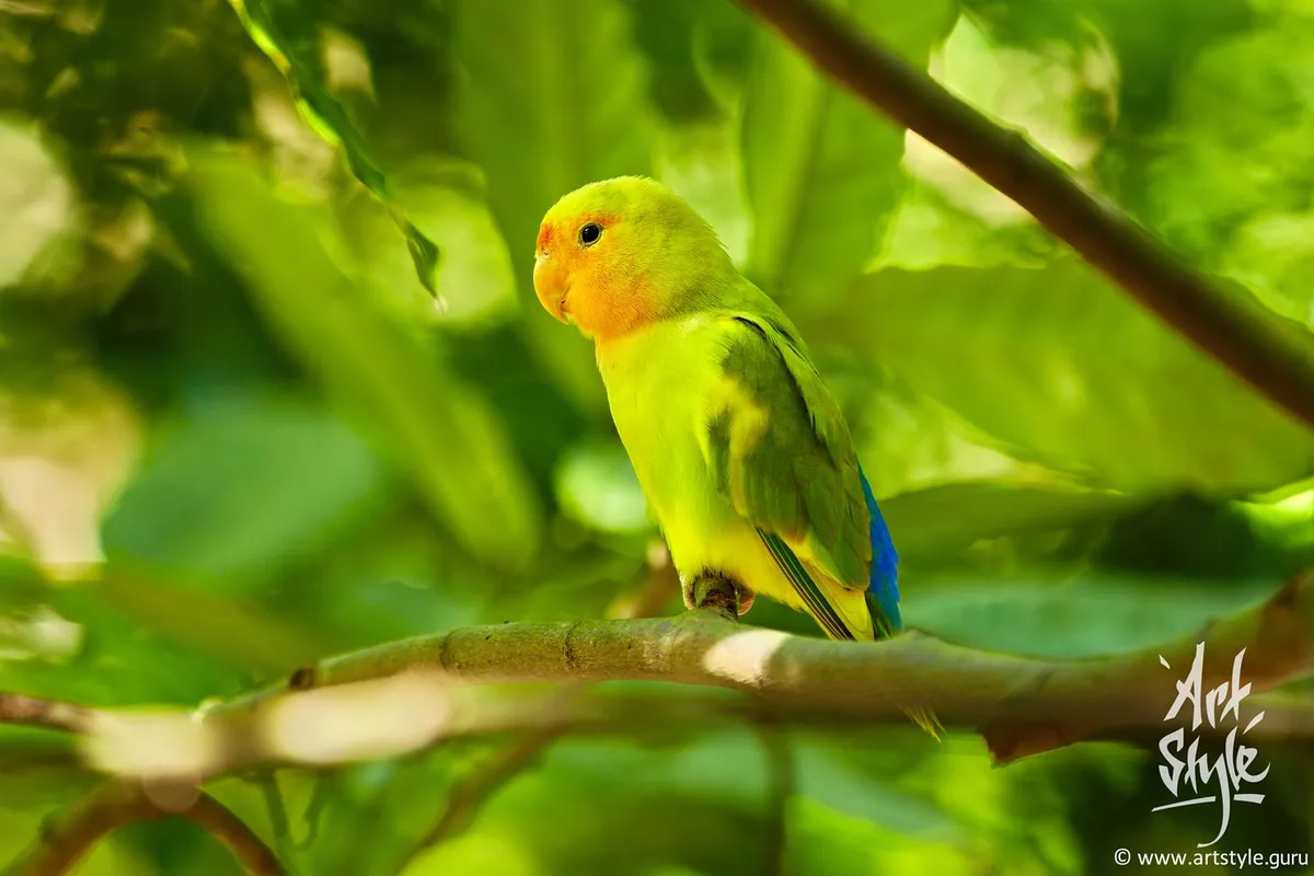 Red-headed Lovebird Female