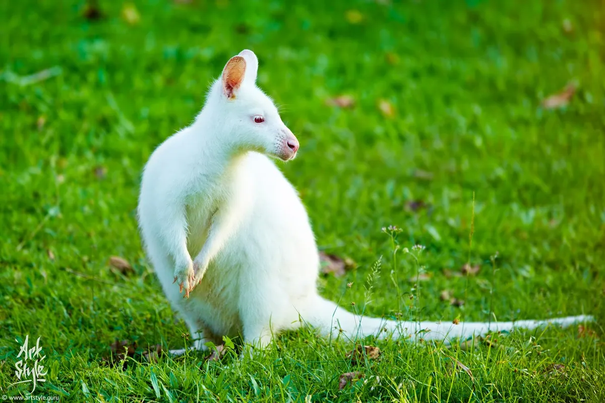 White Bennett's Wallaby
