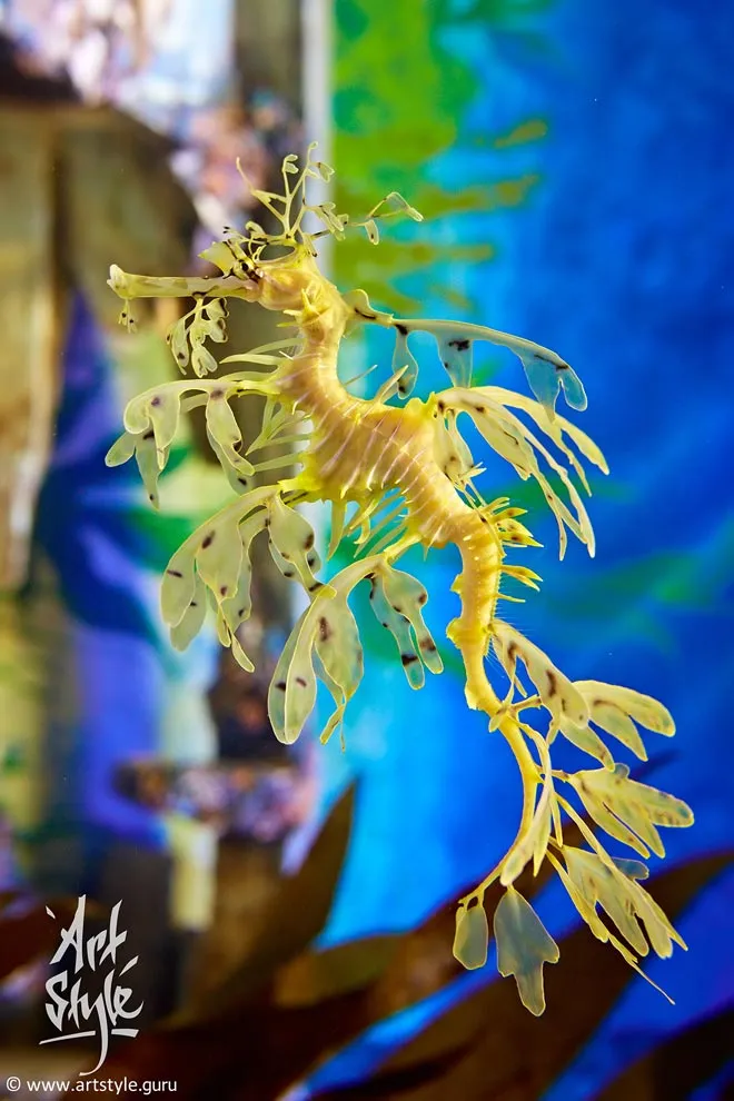 Seadragon