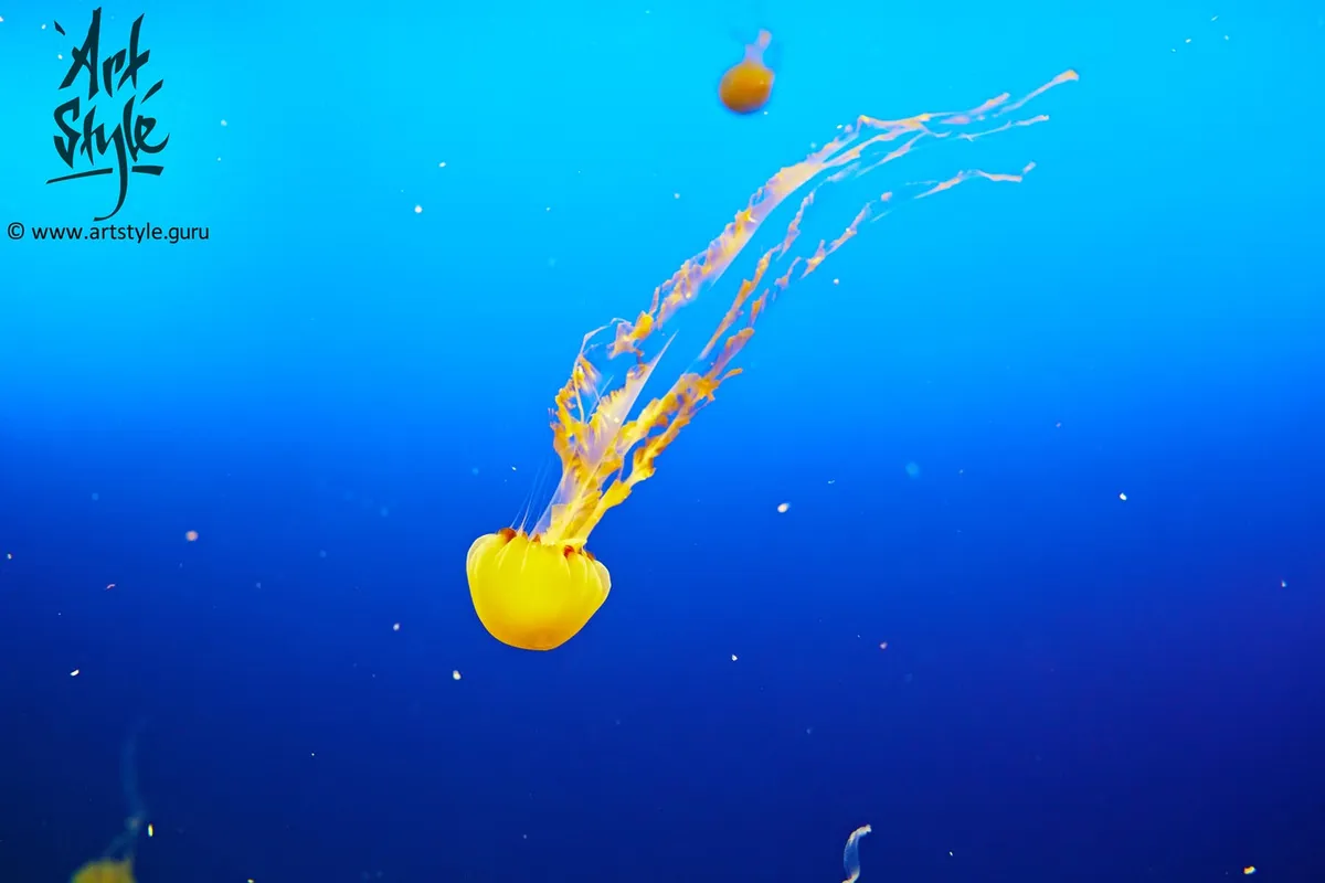 Jellyfish