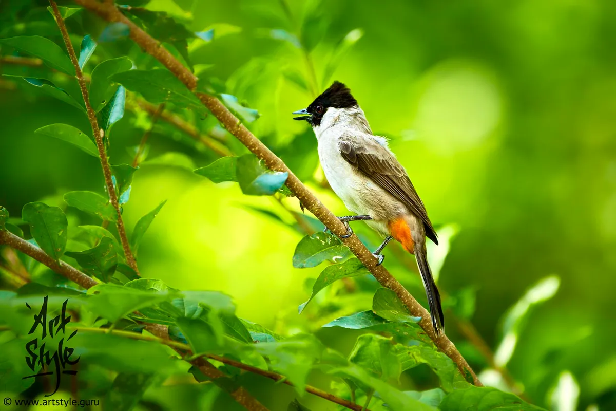 Sooty-headed Bulbul